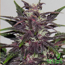 Семена конопли Auto Purple Kush Семена конопли Auto Purple Kush