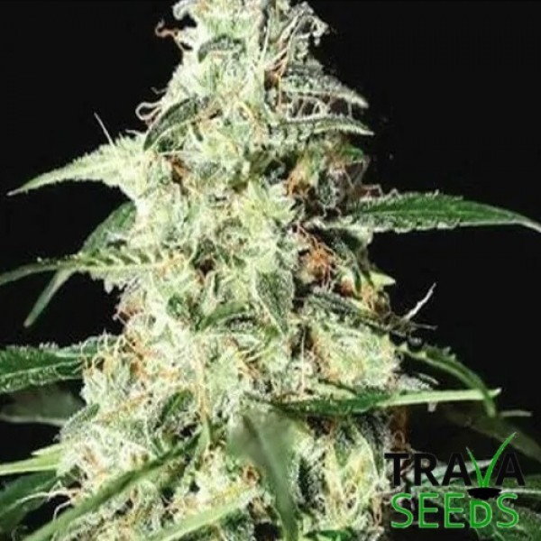 Семена конопли Auto Skunk Feminised