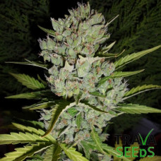 Семена конопли Auto Super Skunk Feminised