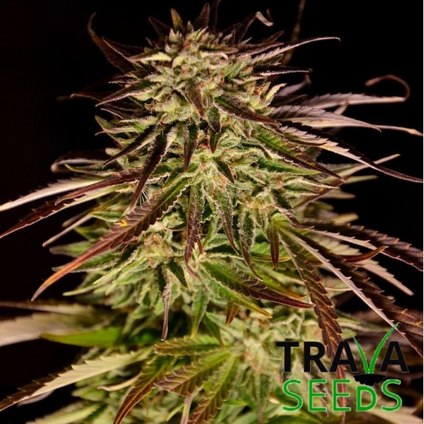 Krystalica Feminised by BullySeeds