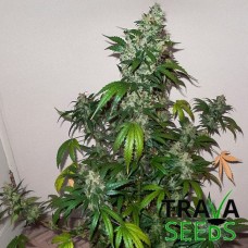 AK Skunk Feminised Kalashnikov Seeds