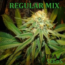 Семена конопли Photo Regular Seeds Mix